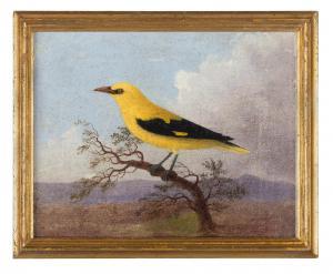 CONTI Carlo 1740-1795,Il rigogolo,Wannenes Art Auctions IT 2014-05-28