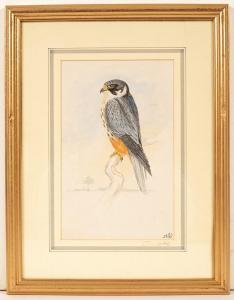 COOKE James E 1900-1900,Bird studies,Simon Chorley Art & Antiques GB 2023-07-25