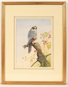 COOKE James E 1900-1900,studies of birds,Simon Chorley Art & Antiques GB 2023-07-25