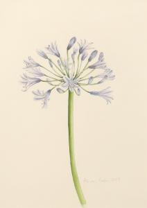 COOPER Alison,Study of an agapanthus,2004,Woolley & Wallis GB 2021-05-11
