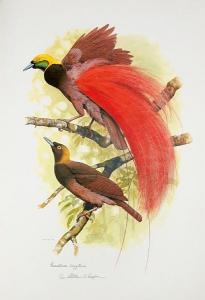 COOPER William T 1934-2015,The Birds of Paradise and Bower Birds,Bonhams GB 2010-06-26