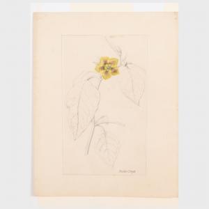 CORPET Charles Étienne 1831-1903,Botanical Drawing,Stair Galleries US 2022-12-15