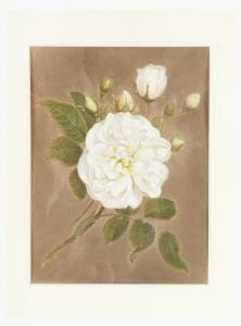 COSSARD Amelie 1796-1852,Fleur blanche,Millon & Associés FR 2019-06-28