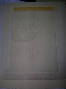 COTMAN John Sell 1782-1842,Study of an Oak Tree pencil 18 x 13cm,Cheffins GB 2008-02-21