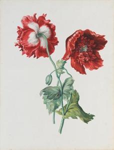 COTTON Beatrice, Miss 1800-1900,Icelandic poppies,Bonhams GB 2005-11-08