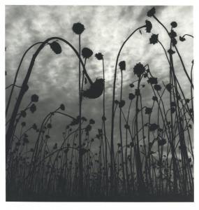 COTTON Olive Edith 1911-2003,Dead Sunflowers,1984,Shapiro AU 2022-05-24