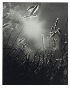 COTTON Olive Edith 1911-2003,Grass At Sundown,1939,Shapiro AU 2022-05-24