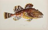 COUCH Jonathan 1789-1870,A History of the Fishes of the British Islands,Bloomsbury London 2012-06-14