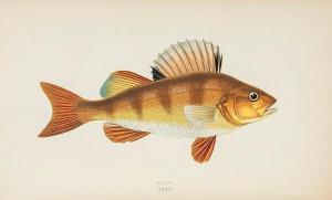 COUCH Jonathan 1789-1870,A History of the Fishes of the British Islands,Dreweatts GB 2014-02-27