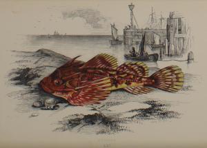 COUCH Jonathan 1789-1870,Twenty Fish, from a history of the fishes of the B,Rosebery's GB 2023-06-27