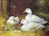 CRAWSHAW DONNA 1960,study of three ducks,Ewbank Auctions GB 2010-09-15