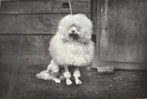 CREMIERE Leon 1831-1913,Clairon Caniche blanc. A M. le Comte de Dreux-Bréz,Yann Le Mouel 2020-06-05