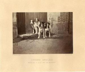 CREMIERE Leon 1831-1913,métisse sauvage de chien et de louve,1865,Artprecium FR 2020-07-22