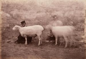 CREMIERE Leon 1831-1913,Moutons Dishley,1865,Damien Leclere FR 2017-11-10