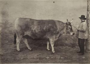 CREMIERE Leon,Vache, 1er Prix par Mr Poiron à Saint-Hilaire-de-L,1860,Yann Le Mouel 2020-06-05