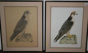 CRISTOFOROU Chris 1954,Lanner Falcon (North Africa) Falco Biarmicus,1988,Reeman Dansie GB 2009-11-24