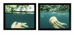 CROSS Dorothy 1956,Mastiqias Jellyfish (Above/Below Water),Adams IE 2023-11-07