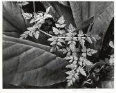 CUNNINGHAM Imogen 1883-1976,Leaves,1948,Bonhams GB 2011-07-24