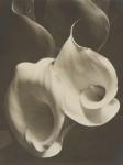 CUNNINGHAM Imogen 1883-1976,Two Callas,1925-1929,John Moran Auctioneers US 2023-12-06