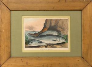 CURRIER # IVES PUBLISHERS 1834-1907,STRIPED BASS,Eldred's US 2017-04-06