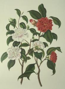 CURTIS Samuel 1779-1860,A Monograph Botanical,1965,Batemans Auctioneers & Valuers GB 2018-11-03