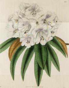 CURTIS Samuel 1779-1860,Botanical Magazine. Or Flower Garden Displaye,Jeschke-Greve-Hauff-Van Vliet 2020-07-31