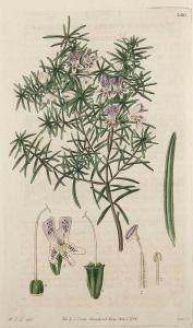 CURTIS Samuel 1779-1860,Curtis's Botanical Magazine,Jeschke-Greve-Hauff-Van Vliet DE 2016-09-16