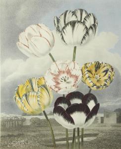 CURTIS Samuel 1779-1860,Tulips, from 'The Beauties of Flora',1820,Bonhams GB 2013-02-20