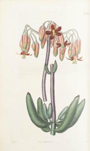CURTIS William 1749-1799,Botanical Magazine,Bonhams GB 2014-11-12