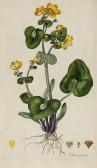 CURTIS William 1749-1799,Flora Londinensis,Dreweatts GB 2015-12-10