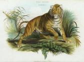 CUVIER 1800-1800,the animal kingdom,1827,Bloomsbury London GB 2006-12-14