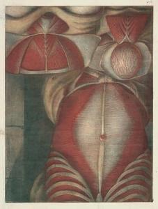 D'AGOTY Louis Charles Gautier,Anatomische Ansichten des Thorax,Galerie Bassenge DE 2015-05-28