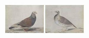 D'ORLEANS LOUISE ELISABETH 1709-1742,Couple de pigeons,Christie's GB 2015-11-04