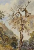 D OYLY Charles Walters 1822-1900,Tree struck by lightning, Landour,1865,Bonhams GB 2012-12-06