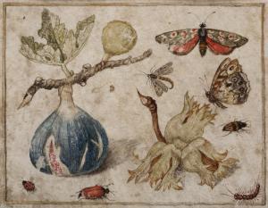 DA RIPATRANSONE FRA FRANCESCO MARIA 1644-1662,Fico, nocciole, farfalle e inse,Wannenes Art Auctions 2012-05-29