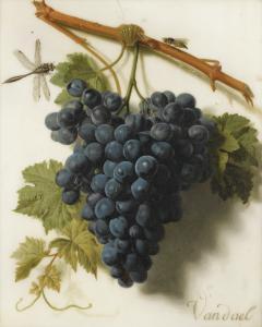 Jan Frans Van Dael - Grappe De Raisins