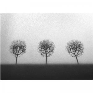 DANIA 1977,THREE TREES,2007,Sotheby's GB 2008-03-12