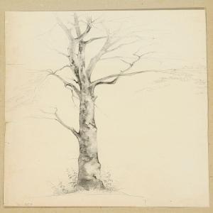 DANISH SCHOOL,Study ofa tree,1854,Bruun Rasmussen DK 2010-01-25