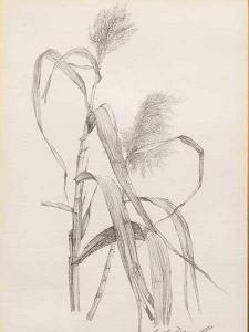 DARROLL Gail 1952,Botanicals,1986,5th Avenue Auctioneers ZA 2015-12-06
