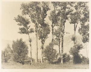 DASSONVILLE William E. 1879-1957,Poplar trees,Swann Galleries US 2023-10-05