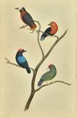DAVIES J,Ornithological studies,1811,Bellmans Fine Art Auctioneers GB 2019-10-15