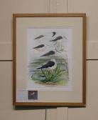DAVIS John 1949,study of a sea bird, 'Sammy' the Black-winged Stilt,1999,Henry Adams GB 2022-03-17