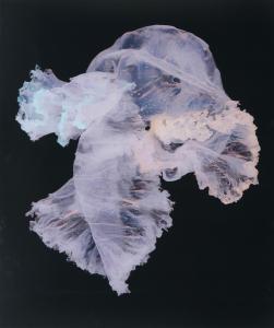 DAVIS Penelope 1963,Fluther (Jellyfish),2011,Leonard Joel AU 2021-03-31