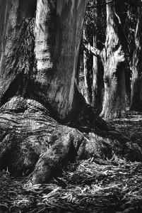 DAVIS William E 1918,Eucalyptus trees,1933,Leonard Joel AU 2014-05-29