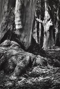 DAVIS WILLIAM EMMET 1946,Eucalyptus Trees, Little Rock, Arkansas,1993,Leonard Joel AU 2016-11-10