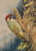 DAVISON Robert 1922,study of a kingfisher,Burstow and Hewett GB 2007-06-27