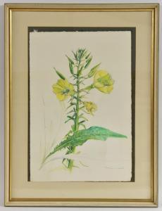 DAVISON Tom,Botanical Study, Oenothera Missouriensis (Mi,Bamfords Auctioneers and Valuers 2019-02-20