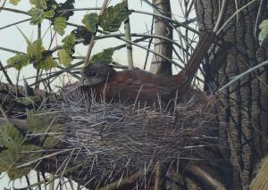 DAWSON Paul 1946,a nesting thrush,Burstow and Hewett GB 2023-08-31