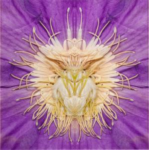 DAY E.V 1967,Clematis,2010/11,Sotheby's GB 2021-10-21
