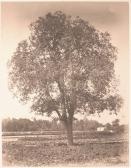 de CARANZA Ernest 1817-1868,A Tree in Thiais,The Romantic Agony BE 2015-06-19